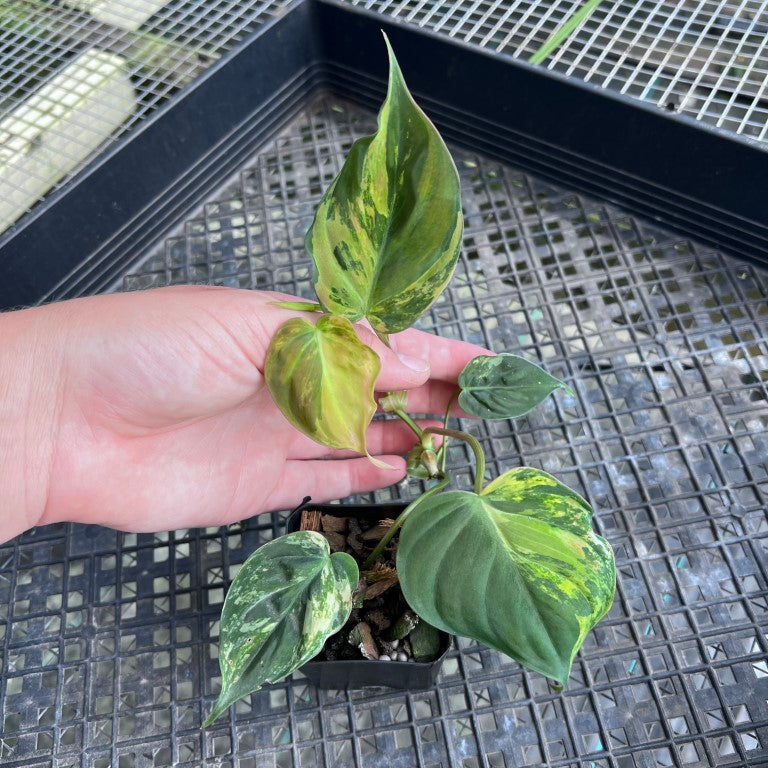 Philodendron Hederaceum Micans Aurea, Exact Plant Variegated Ships Nationwide