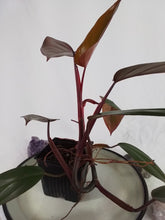 Load image into Gallery viewer, Philodendron Dark Lord, Exact Plant Ships Nationwide
