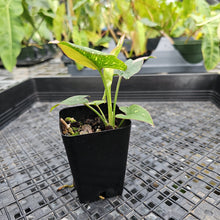 Load image into Gallery viewer, Syngonium Red Spot Tricolor, Exact Plant Variegated Ships Nationwide
