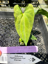 Load image into Gallery viewer, Anthurium Papillilaminum Fort Sherman, Exact Plant Ships Nationwide
