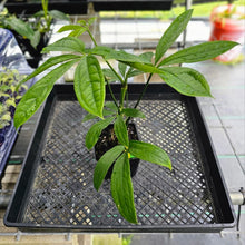 Load image into Gallery viewer, Anthurium Pentaphyllum, Exact Plant Ships Nationwide
