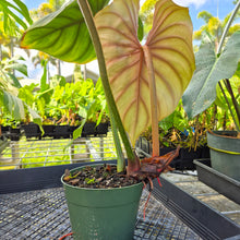 Load image into Gallery viewer, Philodendron Plowmanii, Exact Plant Ships Nationwide
