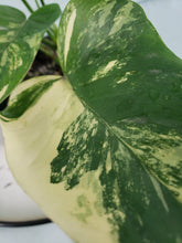 Load image into Gallery viewer, Bipennifolium, exact plant, variegated Philodendron, ships nationwide
