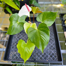 Load image into Gallery viewer, Anthurium Andraeanum White Heart, Exact Plant
