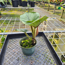 Load image into Gallery viewer, Philodendron Serpens, Exact Plant
