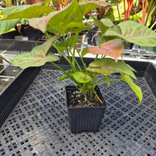 Load image into Gallery viewer, Syngonium Regina Red, Exact Plant Ships Nationwide
