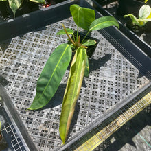 Load image into Gallery viewer, Philodendron Patriciae 4" pot, Fedex 2day*

