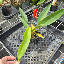 Load image into Gallery viewer, Anthurium Scherzerianum &quot;Pig Tail&quot;, Exact Plant Ships Nationwide
