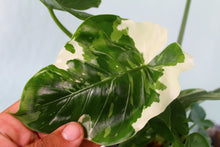 Load image into Gallery viewer, Variegated Alocasia Odora Okinawa Silver Multi pot Exact Plant
