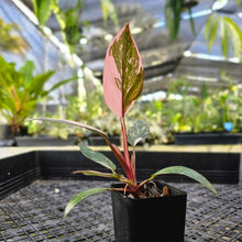 Load image into Gallery viewer, Philodendron Red Anderson, Exact Plant Ships Nationwide
