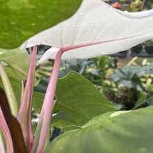 Load image into Gallery viewer, Philodendron White Princess Variegated exact plant, Fedex 2day*

