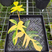 Load image into Gallery viewer, Philodendron Florida Beauty, Exact Plant Variegated
