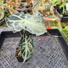 Load image into Gallery viewer, alocasia venom Exact Plant Ships Nationwide
