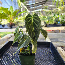 Load image into Gallery viewer, Philodendron Splendid, Exact Plant Ships Nationwide
