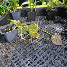 Load image into Gallery viewer, Philodendron Hederaceum Micans Aurea, Exact Plant Variegated Ships Nationwide
