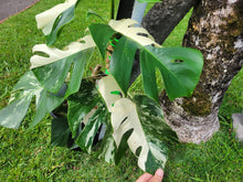 Load image into Gallery viewer, Monstera Borsigiana Albo Deliciosa, Exact Plant Variegated 9-leaf, sectoral half moon variegation
