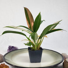 Load image into Gallery viewer, Philodendron Wend Imbe, Exact Plant Variegated multi plant
