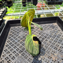 Load image into Gallery viewer, Philodendron Melanochrysum Variegated exact plant, Fedex 2day*
