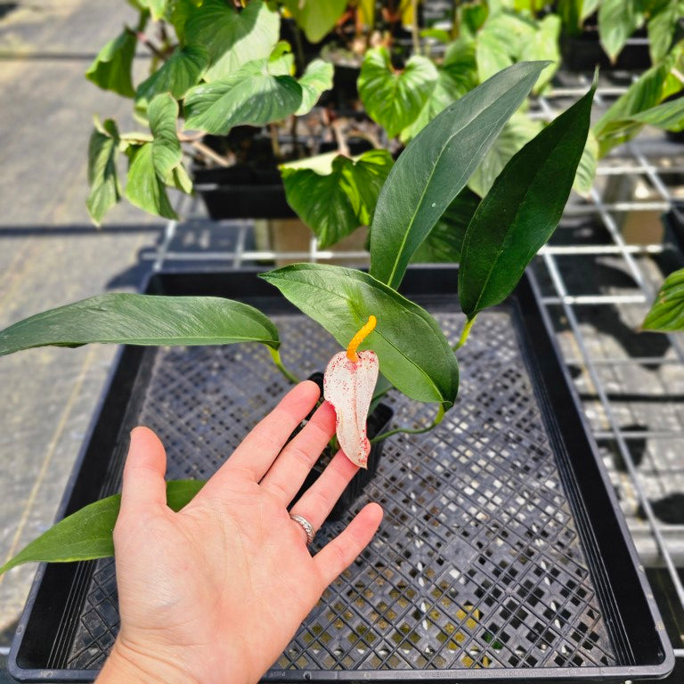 Anthurium Sherzerianum 