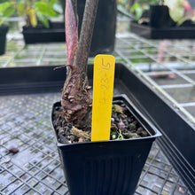Load image into Gallery viewer, Alocasia Longiloba, Denudata, Exact Plant
