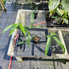 Load image into Gallery viewer, Anthurium Polydactylum, Exact Plant Ships Nationwide
