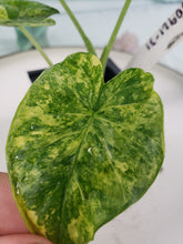 Load image into Gallery viewer, Gageana Aurea, Exact Plant, variegated Alocasia
