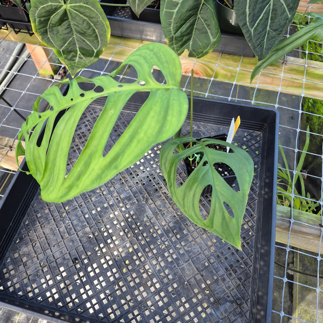 Monstera Esqueleto, Exact Plant Ships Nationwide