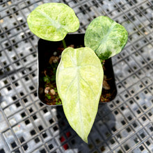 Load image into Gallery viewer, Alocasia Ninja Tricolor, Exact Plant Variegated Ships Nationwide
