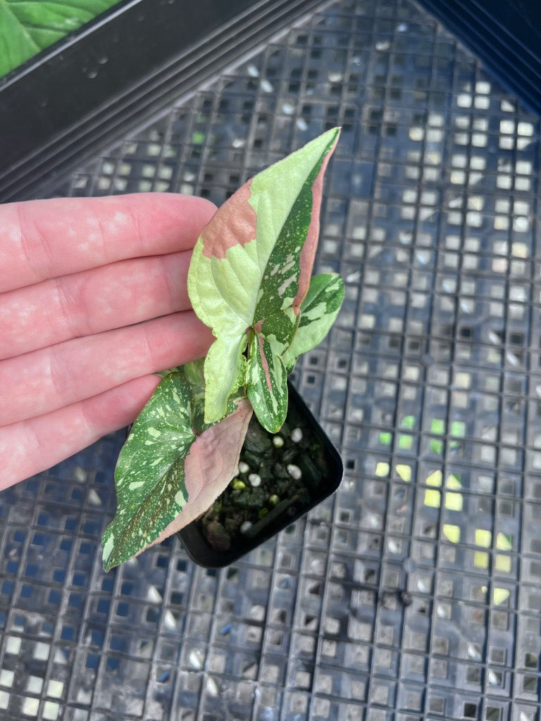 Syngonium Red Spot Tricolor, Exact Plant Variegated Ships Nationwide