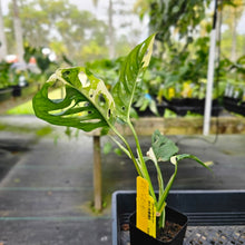 Load image into Gallery viewer, Monstera Adansonii Albo Tricolor, Exact Plant Variegated Ships Nationwide
