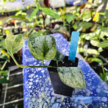 Load image into Gallery viewer, Scindapsus Peasun, Exact Plant Variegated Ships Nationwide
