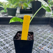 Load image into Gallery viewer, Alocasia Frydek, Exact Plant Variegated
