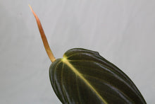 Load image into Gallery viewer, Philodendron Gigas Exact Plant Ships Nationwide
