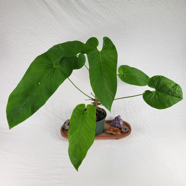 Anthurium Dolichostachyum , Exact Plant
