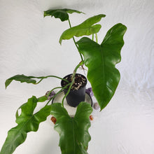 Load image into Gallery viewer, Philodendron Simmondsii, Exact Plant
