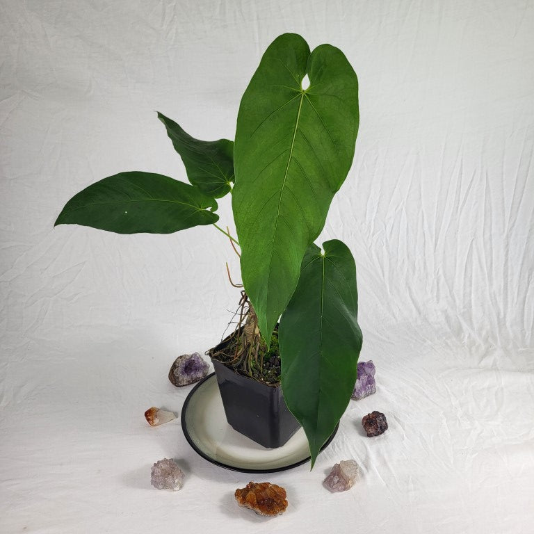 Anthurium Dolichostachyum , Exact Plant