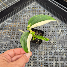 Load image into Gallery viewer, Monstera Standleyana Aurea, Exact Plant Variegated Ships Nationwide
