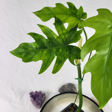 Load image into Gallery viewer, Philodendron Radiatum, Exact Plant Variegated Ships Nationwide
