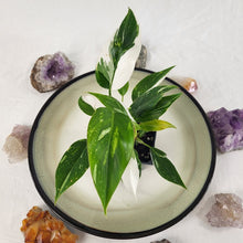 Load image into Gallery viewer, Philodendron White Princess Variegated 2.5&quot; starter pot, ships nationwide
