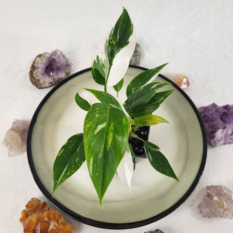 Philodendron White Princess Variegated 2.5