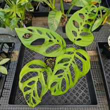 Load image into Gallery viewer, Monstera Esqueleto, Exact Plant Ships Nationwide
