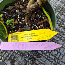 Load image into Gallery viewer, Philodendron Verrucosum Amazon Sunset, Exact Plant
