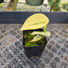 Load image into Gallery viewer, Scindapsus Mayari, Exact Plant Variegated Ships Nationwide
