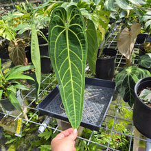 Load image into Gallery viewer, Anthurium Warocqueanum, Queen, Exact Plant Ships Nationwide
