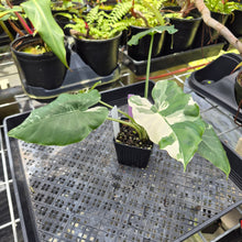 Load image into Gallery viewer, Alocasia Odora, Okinawa Silver, Exact Plant Variegated Ships Nationwide
