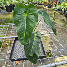 Load image into Gallery viewer, Philodendron Cordatum Kunth, Exact Plant
