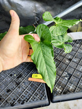 Load image into Gallery viewer, Anthurium Balaoanum "Dussii", Exact Plant Ships Nationwide
