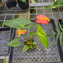 Load image into Gallery viewer, Anthurium Shibori Koi "orange speckled" exact plant, Fedex 2day*
