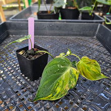 Load image into Gallery viewer, Philodendron Hederaceum Micans Aurea, Exact Plant Variegated Ships Nationwide
