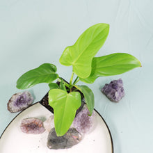 Load image into Gallery viewer, Philodendron Bipennifolium Golden Violin 4&quot; pot, ships nationwide
